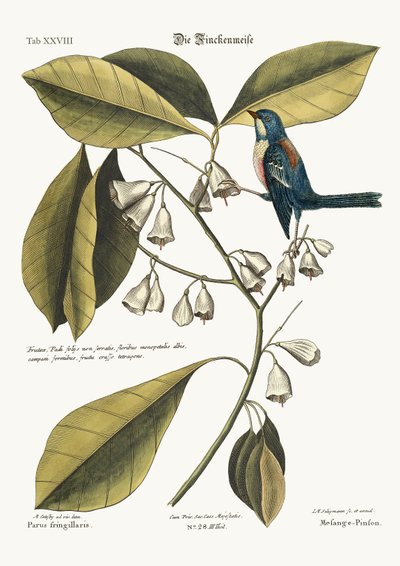 The Finch-Creeper, 1749-73 by Mark Catesby